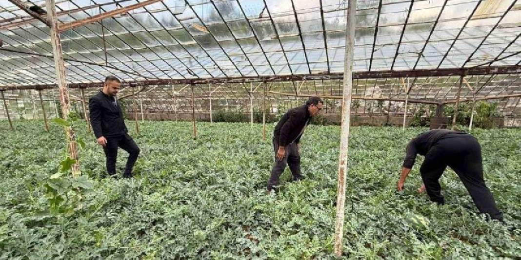 1.5 dönümden 9 ton ürün bekleniyor: Karpuz hasadı için heyecan başladı 3